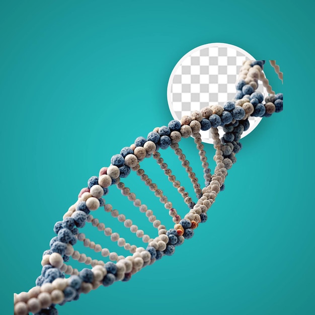 PSD view of the dna double helix