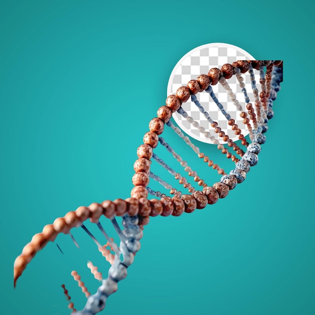 PSD view of the dna double helix