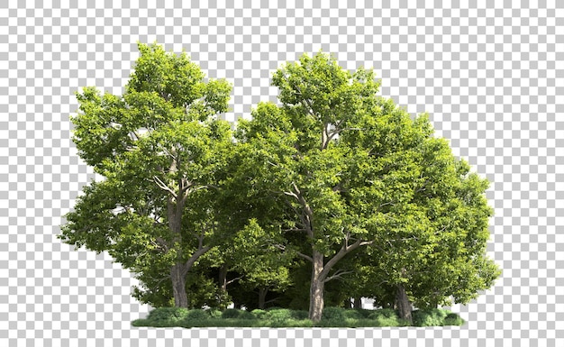 Vihreä metsä eristettynä taustalla, 3d-renderöity illlustration