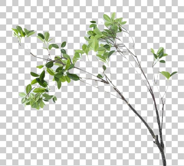 Vihreä oksa rehevine lehtineen