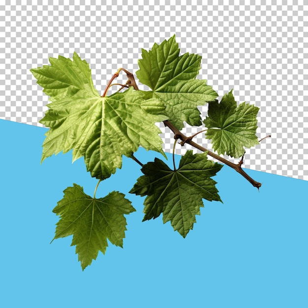 PSD vine leaves isolated object transparent background