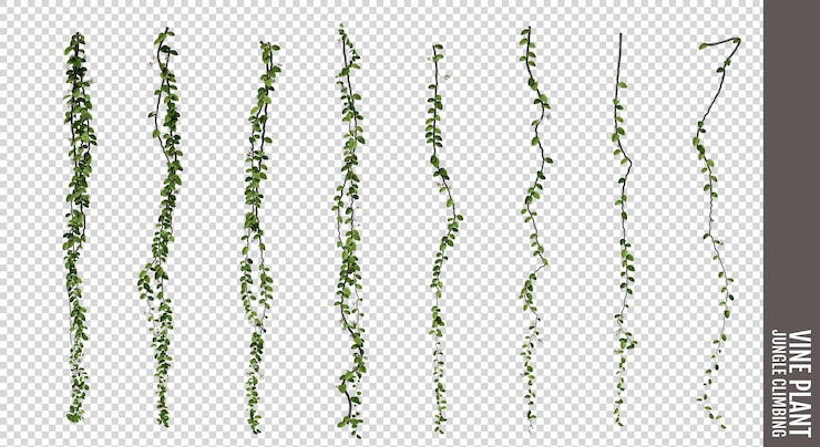 PSD ワインプラント ジャングル クライミング 透明な背景で孤立した