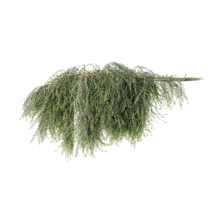 PSD vines climbing plants edge plants ivy wall plants