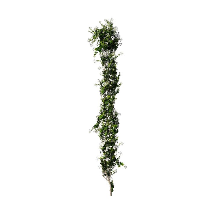 PSD ヴィーンズアイビー 植物 登り植物 オーバーレイ