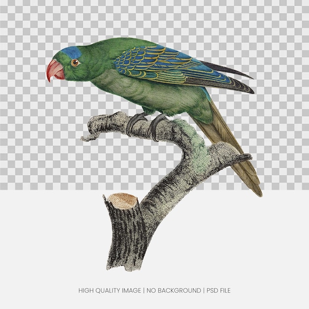 Vintage Parrot Illustration