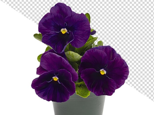 PSD ビオラの花png