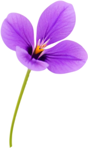 PSD clipart viola una carina icona di fiore viola