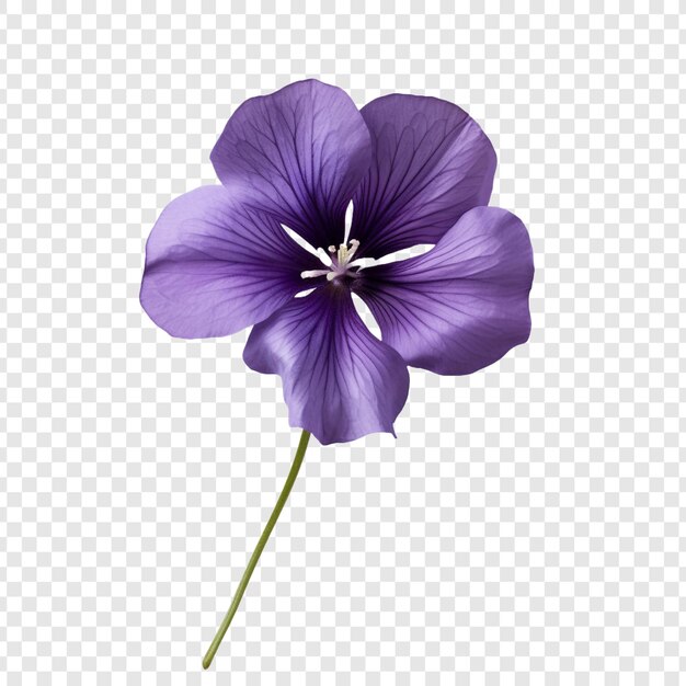 Violet flower isolated on transparent background