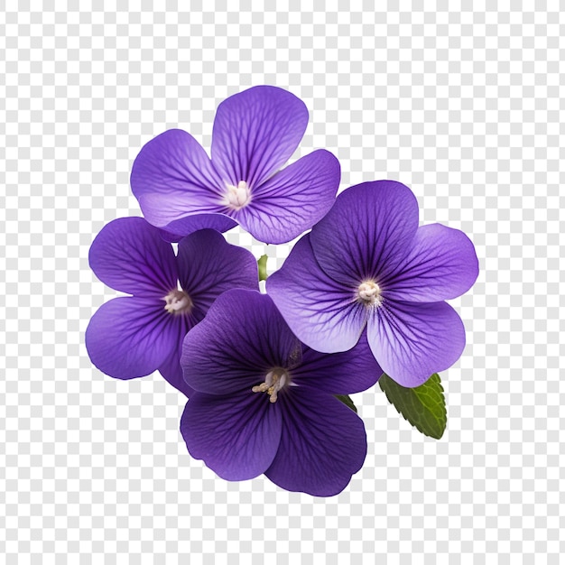 Fiore viola isolato su sfondo trasparente