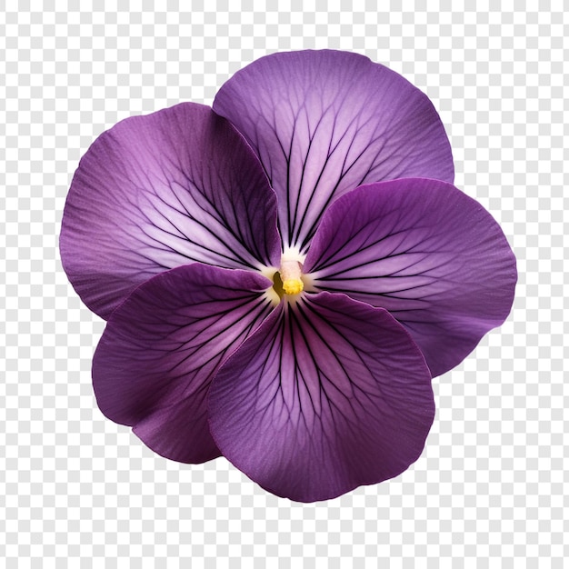 Viola