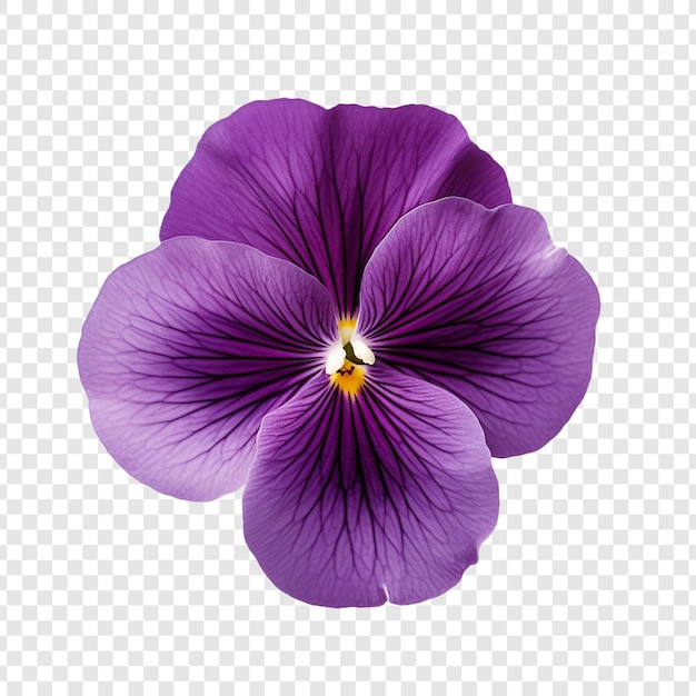 PSD violet
