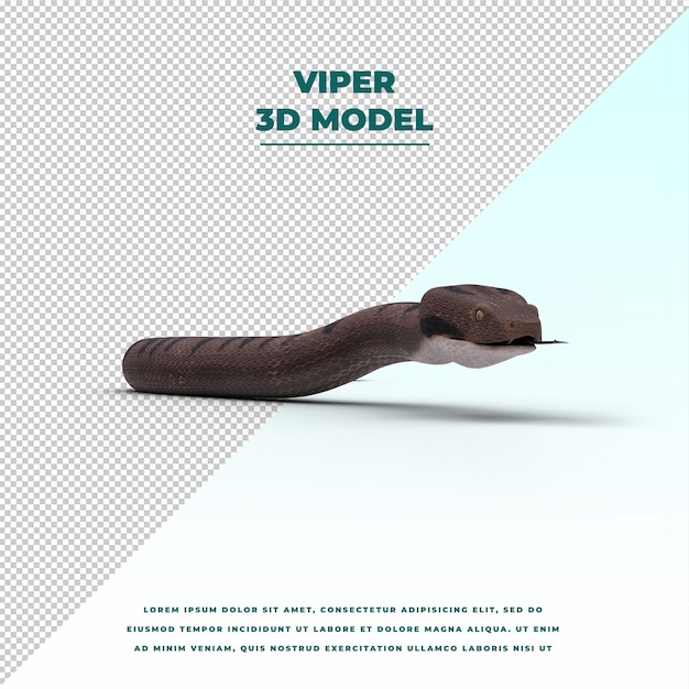 Viper snake isolated