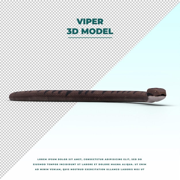 Viper snake isolated