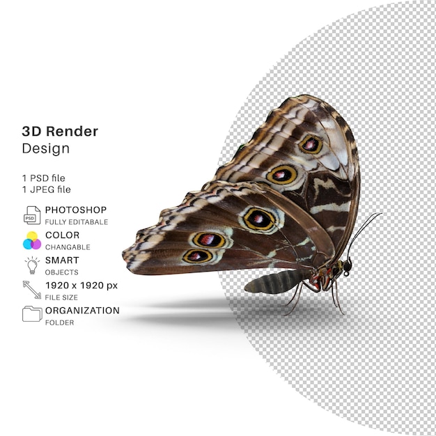 Vlinder 3d-modellering psd-bestand realistische vlinder