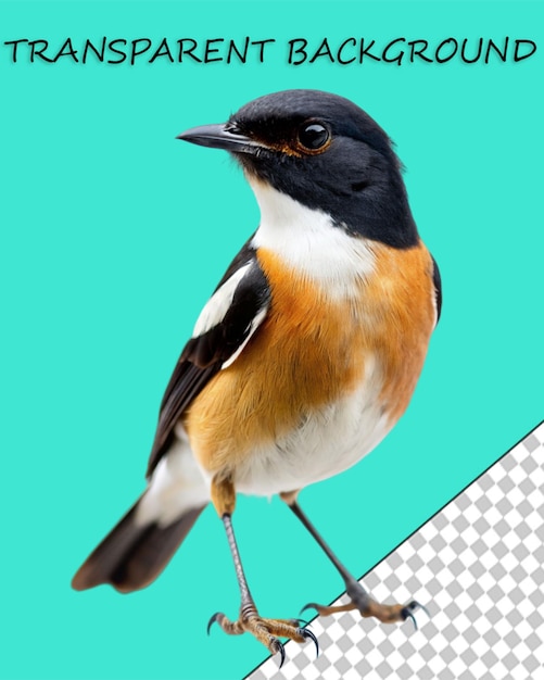 PSD vogel png