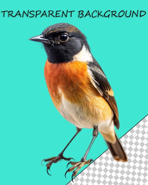 PSD vogel png