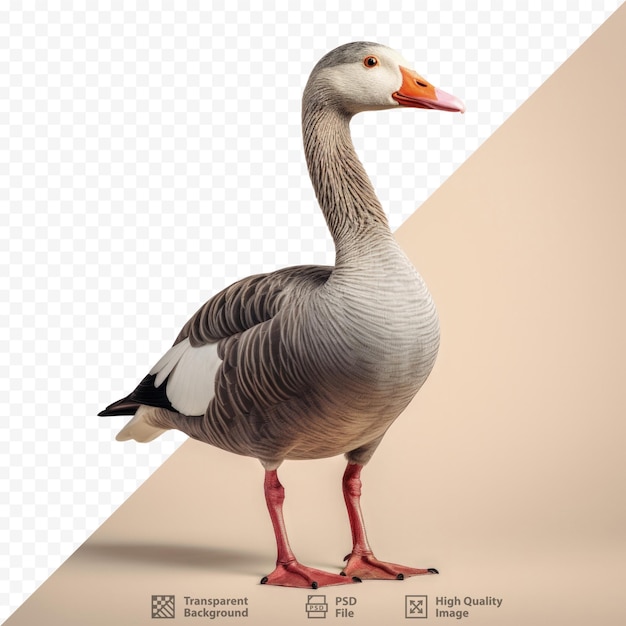 PSD volledig lichaam van greylag goose alleen tegen een transparante achtergrond