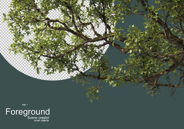 Voorgrondtakken van grote bomen