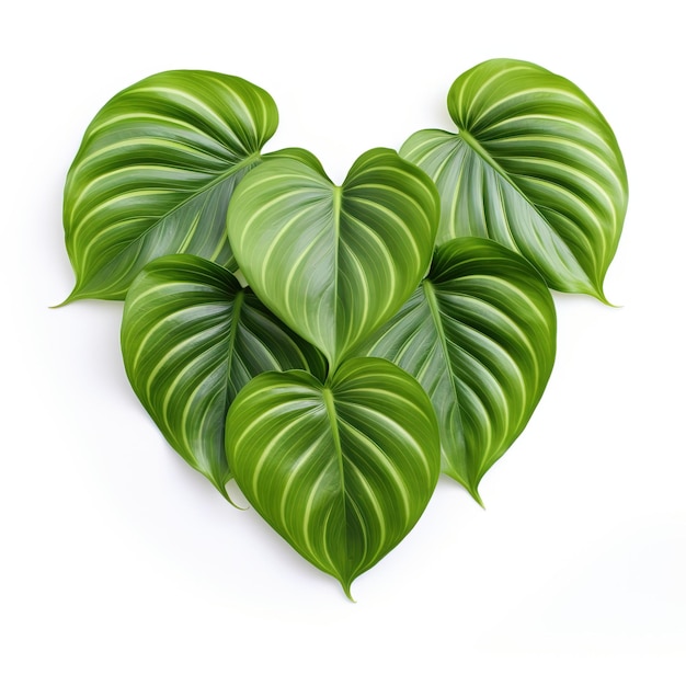 PSD w kształcie serca dwubiegunowe liście philodendron plowmanii, rzadkiej egzotycznej rośliny liściastej z lasów deszczowych, wyizolowane na białym tle.