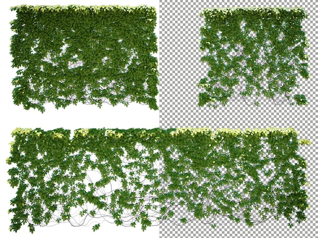 Wall of climbing plants on transparent background 3d rendering