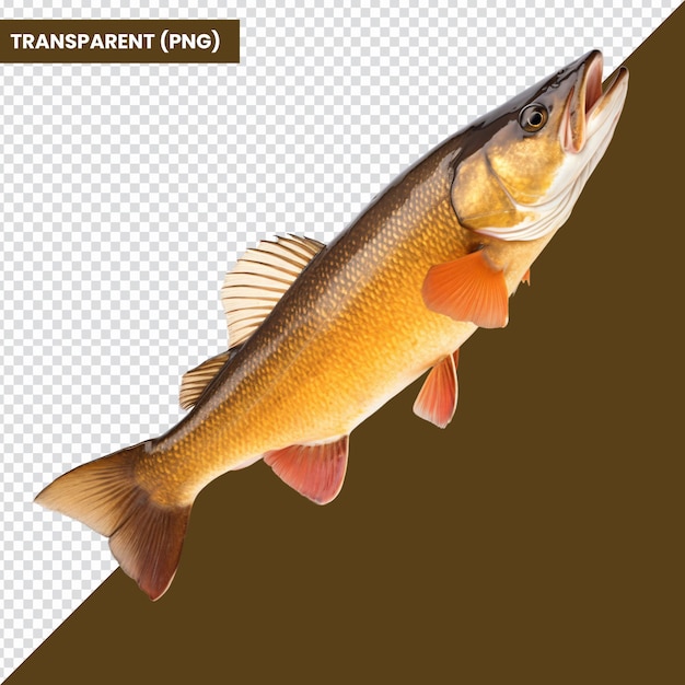 PSD walleye fish isolated png transparent background