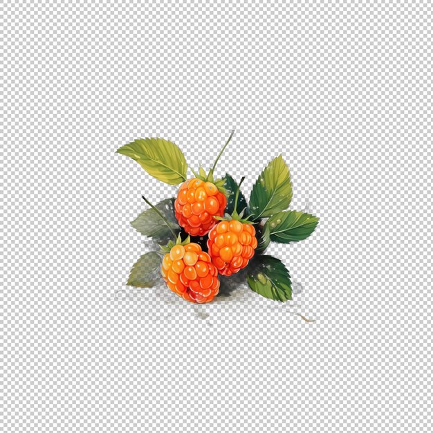 PSD watecolor logo cloudberry juice isolated backg