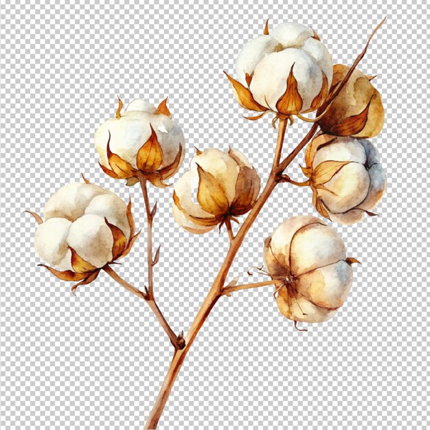 PSD water color art of a cotton branch on transparent background