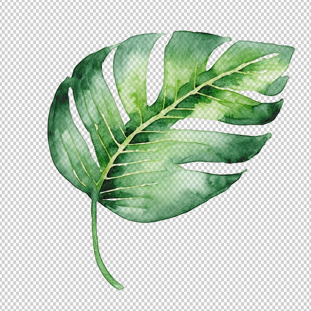 PSD water color leaf on alpha layer