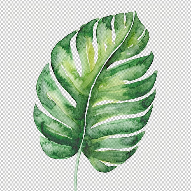 PSD water color leaf on alpha layer