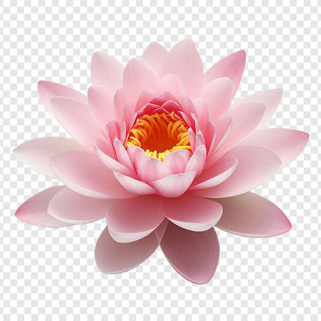 PSD water lily flower isolated on transparent background