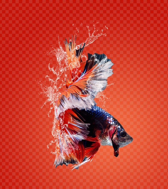 Water splash on siamese fighting fish