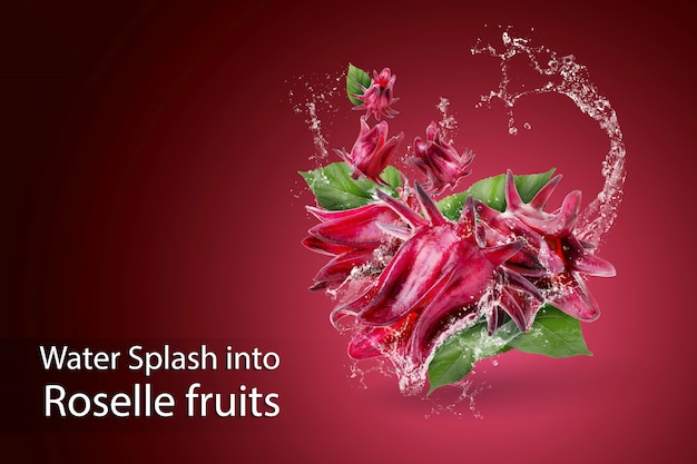 Acqua che spruzza sul fiore rosso di roselle hibiscus sabdariffa sul rosso