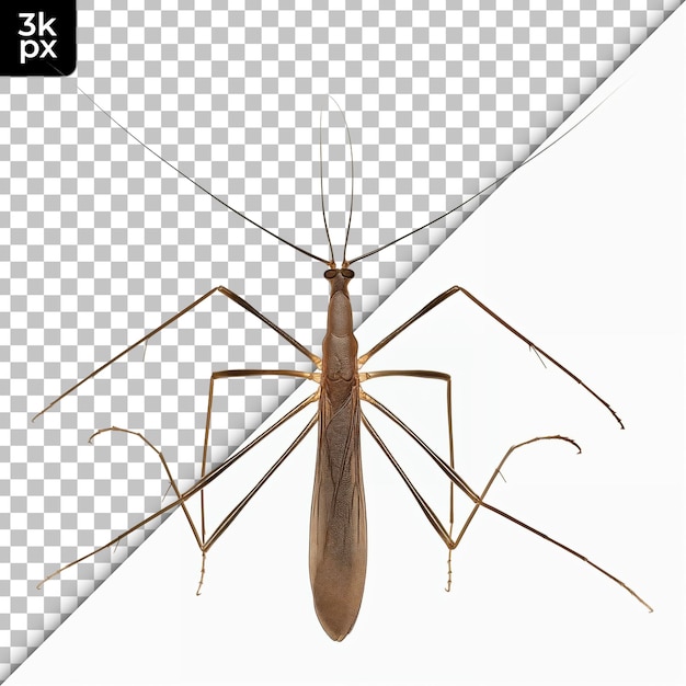 PSD water strider isolated on transparent background