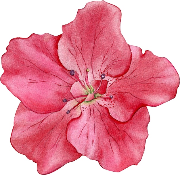 PSD watercolor azalea flower red rare flower botanical illustration