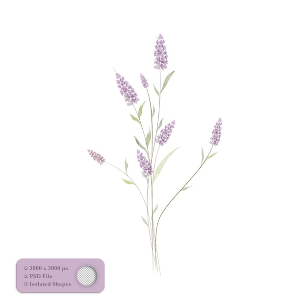 PSD watercolor beautiful lavender