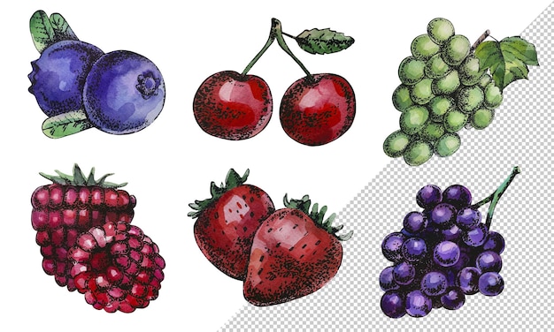 PSD watercolor berry set hand drawn with ink clipart on a transparent background