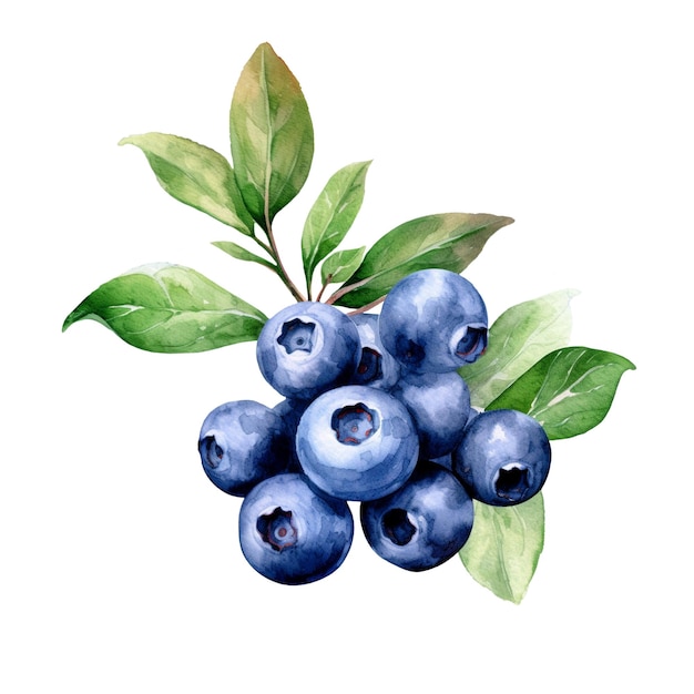 watercolor black currants illustration handdrawn fresh food design element isolated on a white