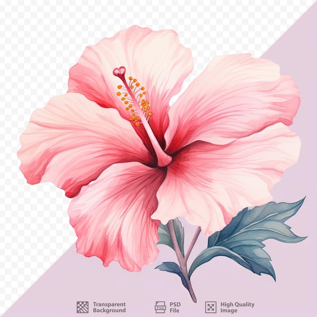 PSD 透明な背景のピンクのヒビスカス花の水彩の境界線