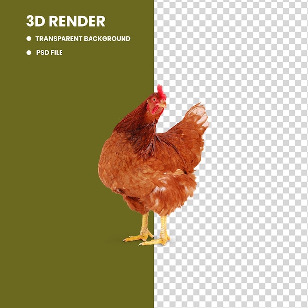 watercolor brown hen on white really beautiful free range fowl in the wild golds rooster standing