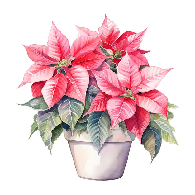 Watercolor of a bunch of pink poinsettias ai generated image
