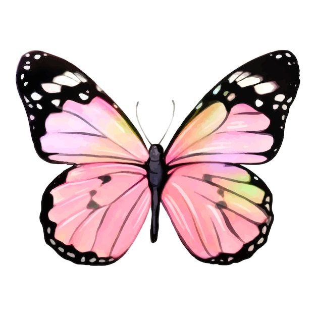 PSD watercolor butterfly  illustration