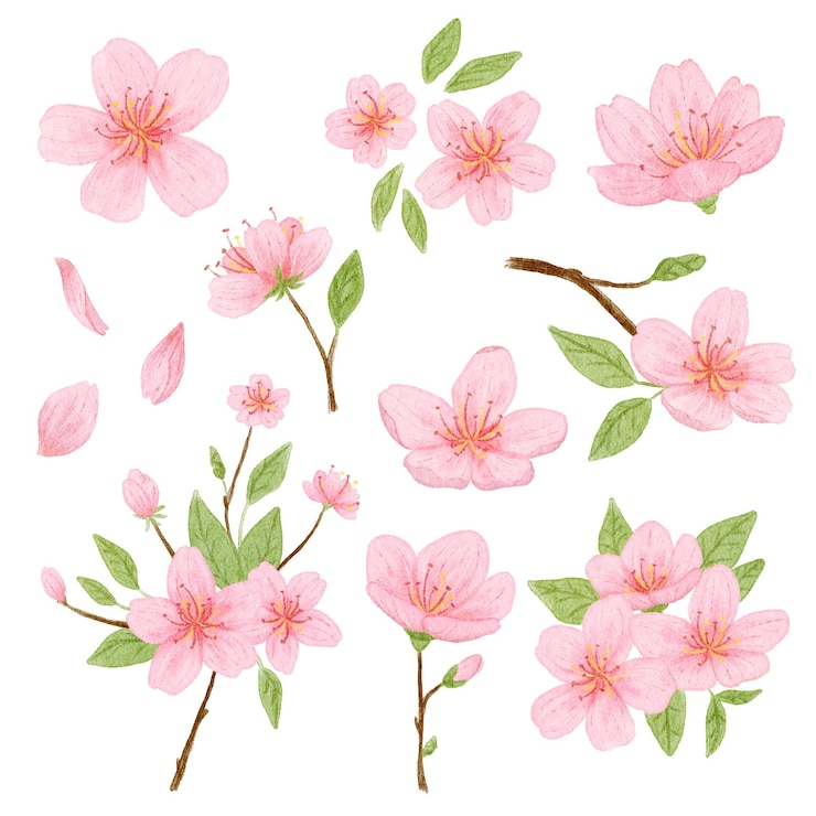 PSD 水彩の桜の花