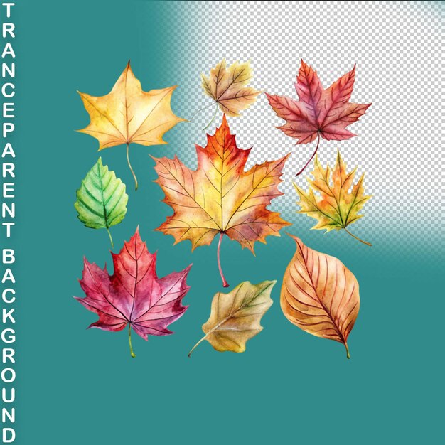 Watercolor colorful hand drawn fall leaves on transparent background