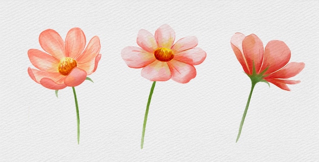 수채화 코스모스 꽃
