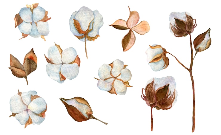 PSD watercolor cotton set isolated design elements dried cotton flowers