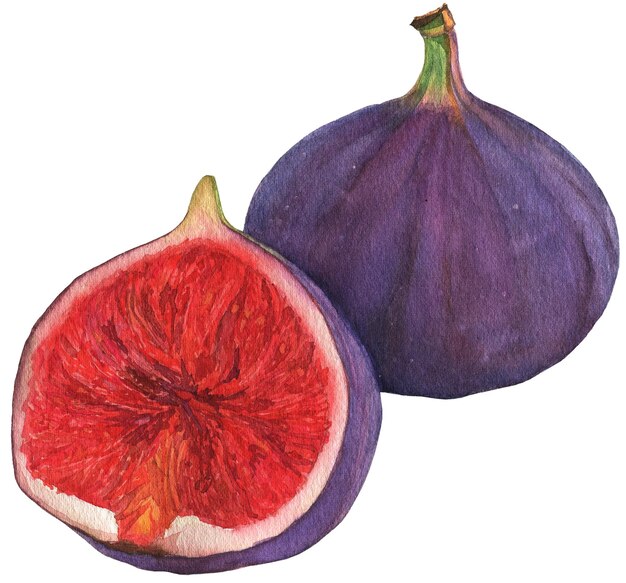 Disegno dell'etichetta dell'illustrazione botanica dell'illustrazione della frutta del fico dell'acquerello