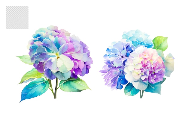 PSD watercolor floral flower png set