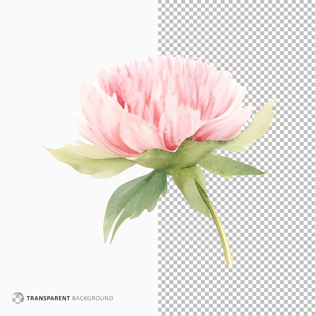 Watercolor of floral isolated on transparent background