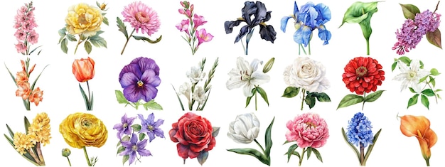 PSD set di fiori ad acquerello sullo sfondo isolato varie collezioni floreali con bordi nitidi