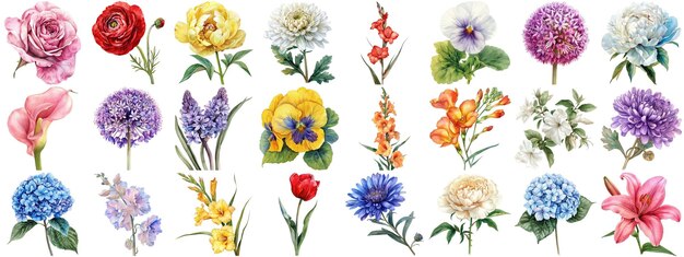 Watercolor flower set isolated background various floral collection crisp edges